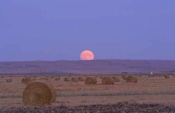 Harvest Moon